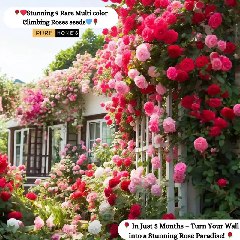 🌹 Elegant Climbing Rose Flower Seeds- 9 Rare and Breathtaking Colors Seeds